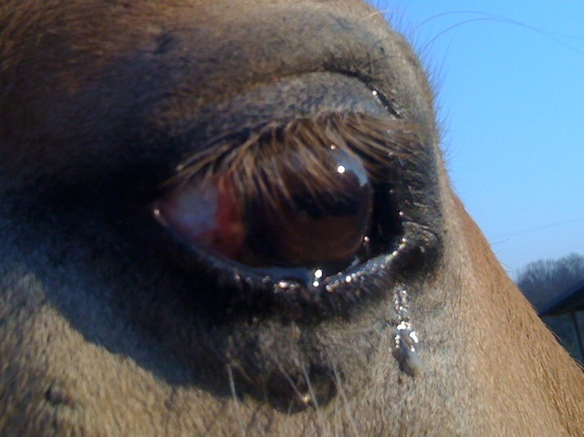 Plattenepithelkarzinom Pferd Auge Lebenserwartung